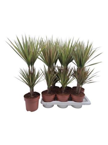 DRA MARG BICOLOR 2 TÖRZSES