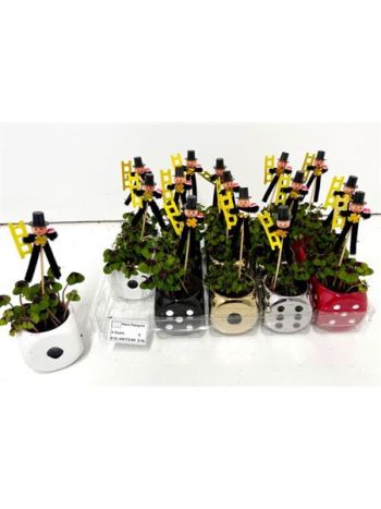 OXALIS DEPPEI DOBOKOCKA