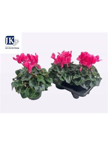 CYCL GR SUP MAMMOTH MAGENTA