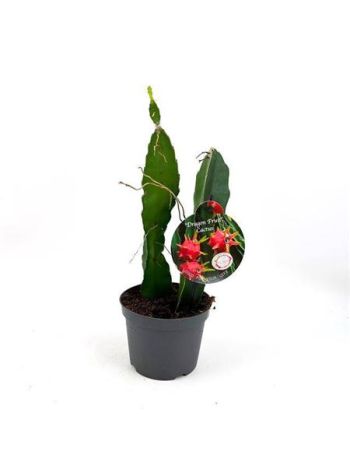 DRAGON FRUIT CACTUS