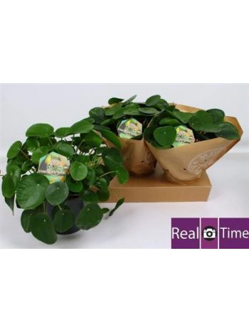 PILEA PEPEROMIOIDES