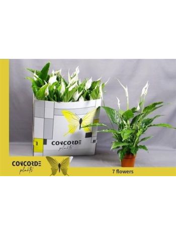 SPATH SWEET CHICO DOBOZOS