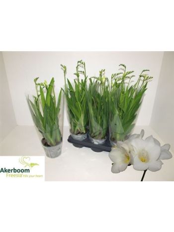 FREESIA WHITE