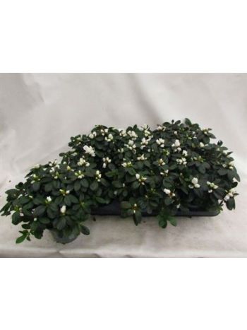 RHODO SI WITTE VOGEL *6