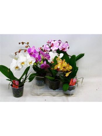 PHAL TABLE ORCHIDS