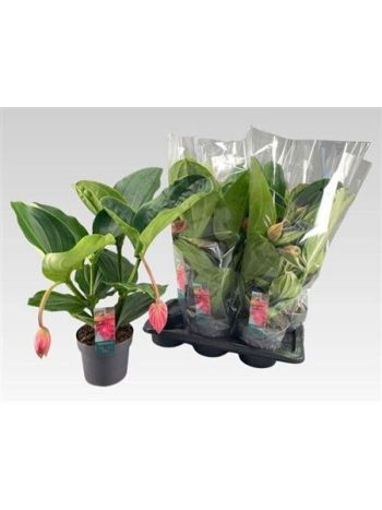 MEDIN MAG FLAMENCO 2+