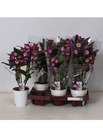 DENDR N 2 ÁG AKATSUKI