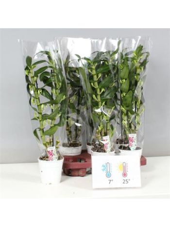 DENDR N 2 ÁG APOLLON