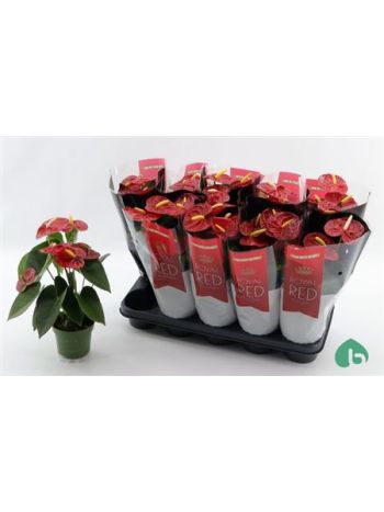 ANTHU AN ROYAL CHAMP