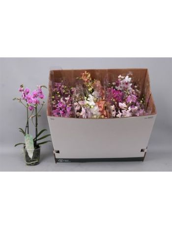 PHAL MF GEM 2 ÁG DOBOZOS