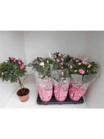 RHODO TÖRZSES AKCIO