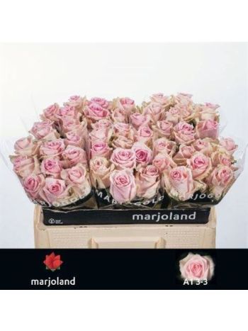 R GR5  SZ. SWEET DOLOMITI@