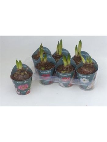 HIPPEAS GEM EXTRA 2+ AKCIO