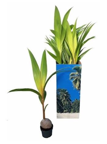 COCOS DW GOLD MALAY AKCIO