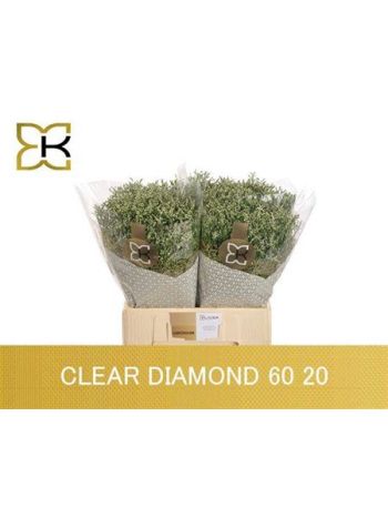 LIM SIN CLEAR DIAMON 60CM