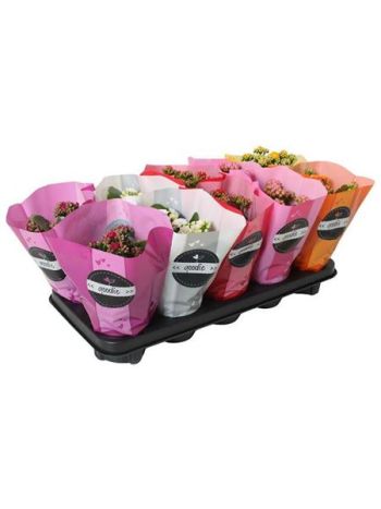 KAL ROSALIE GEM GOODIE