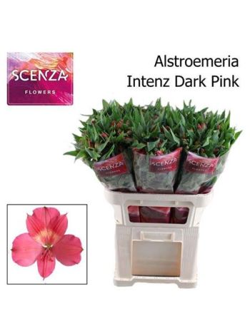 ALSTR INTENZ DA PINK