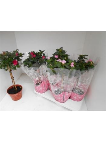 RHODO SI TÖRZSES AKCIO