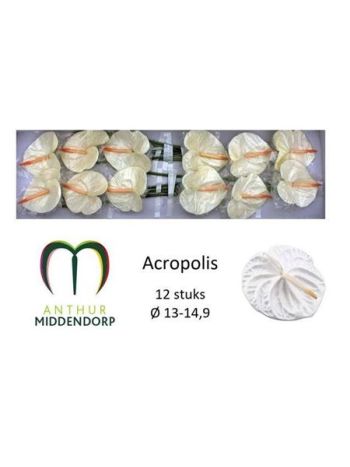 ANTH A ACROPOLIS *12