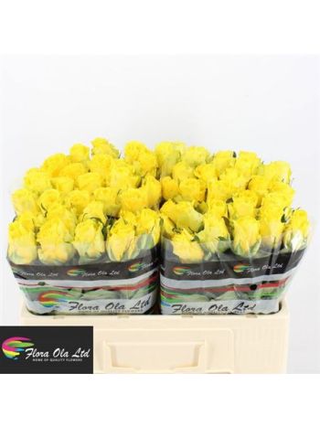 R GR5  S. PENNY LANE