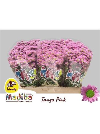 CHR SAN  MAD TANGA PI