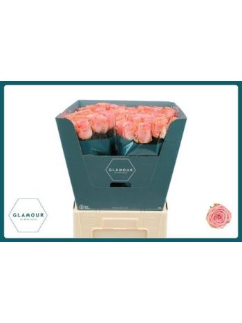 R GR SOPHIA LOREN 70CM