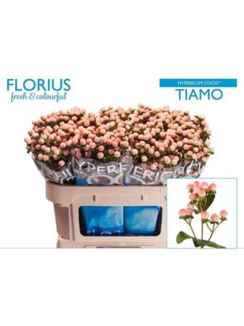 HYP  COCO TIAMO 70CM