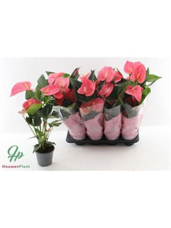 ANTHU AN MAINE AKCIO