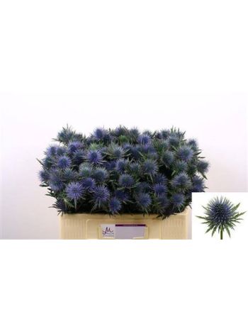 ERYN MAGNETAR QSTAR 50CM