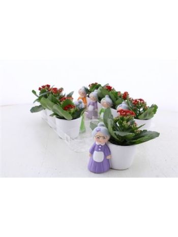 Ö. KAL LADY KASPÓ AKCIO