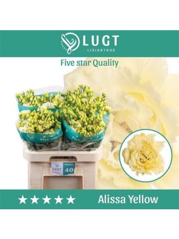 EUS G ALISSA YELLOW