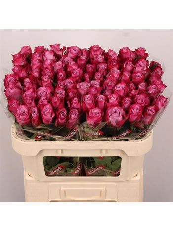 R GR DEEP PURPLE 70CM