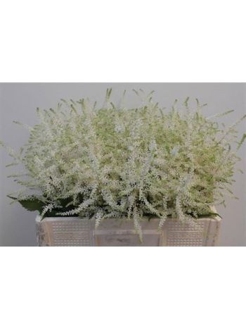 ASTIL JA WHASINGTHON 55CM