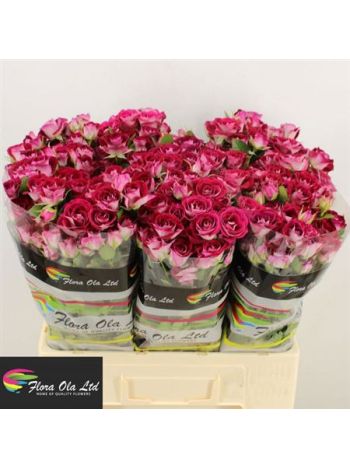 R TR SPACE BLOSSOMS 60CM