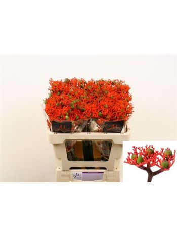 JATROPHA P FIRECRACK 50CM