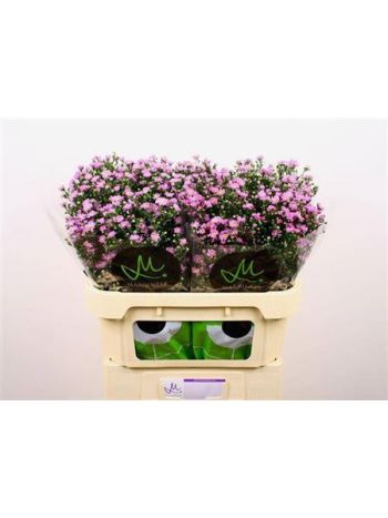 AST TEENY TINY PINK 70CM