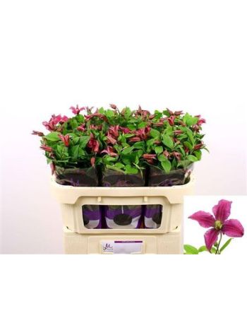 CLEM INSPIRATION 70CM