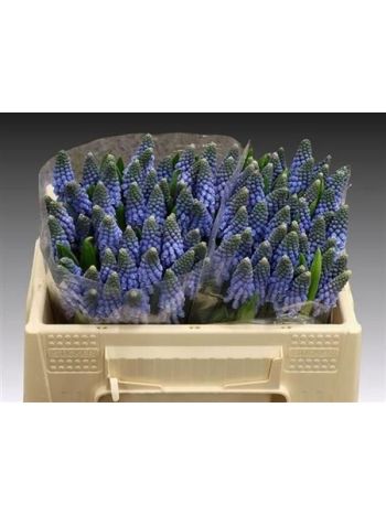 MUSCARI CAROLA