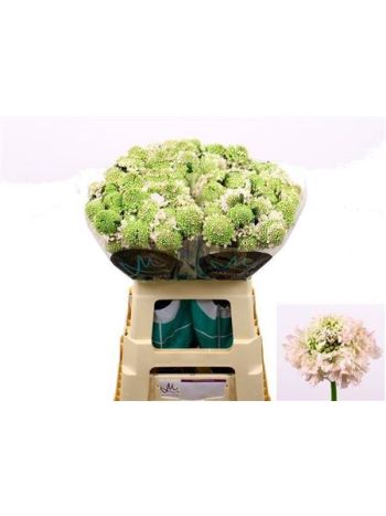 SCAB AT F VA B SCOOP