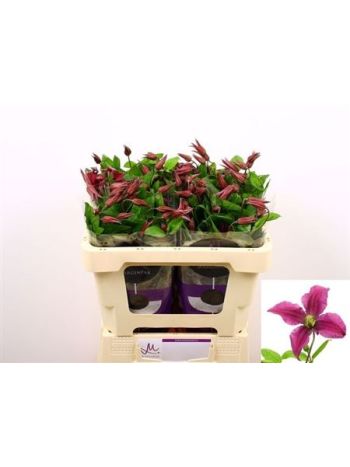 CLEM INSPIRATION 50CM