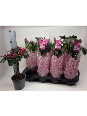 RHODO SI TÖRZSES*8 AKCIO