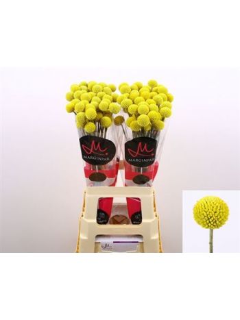 CRAS PAINTBALL POP 70CM