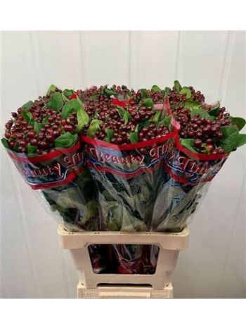 HYP GLOBO BURGUNDY 70CM