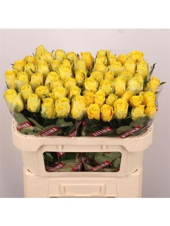 R GR GOOD TIMES 70CM