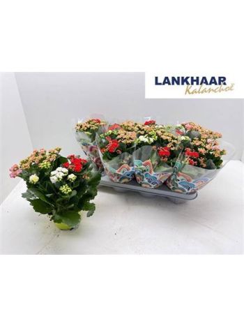 KAL ROSALIE TÖBB SZÍNŰ