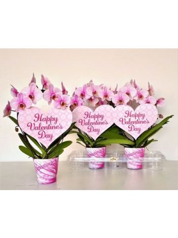 PHAL KÖR FESTETT VALENTIN