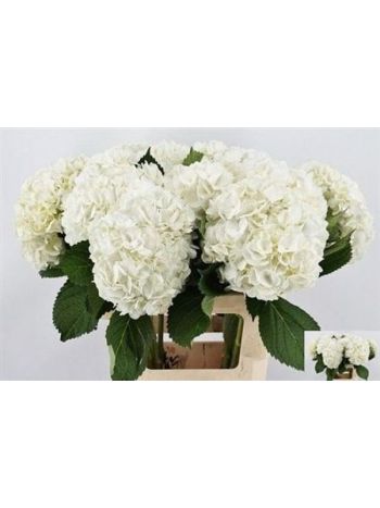 HYDR OV - WHITE 65CM