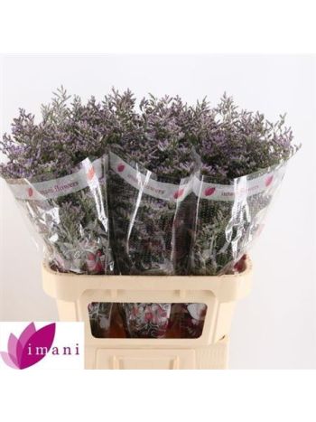 LIM OV SKYLIGHT 80CM