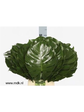 MONSTERA BLAD