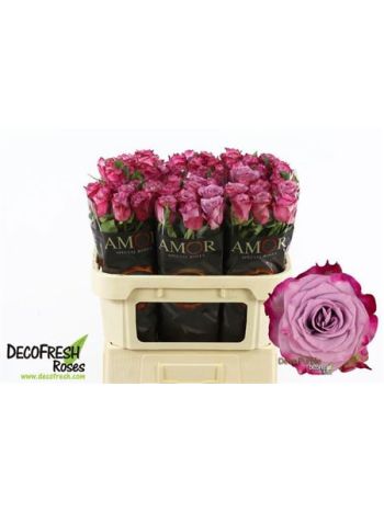 R GR DEEP PURPLE 70CM